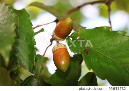 樹堅果橡子 93653782