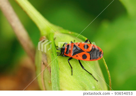 Closeup on the colorful red firebug , Pyrrhocoris apterus sitting on a green leaf 93654053