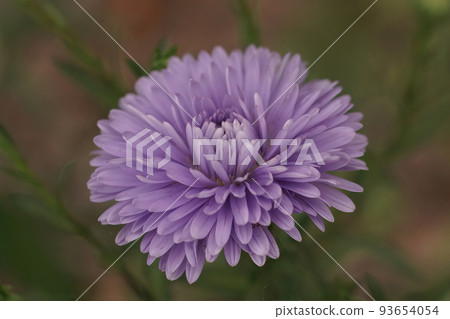 Closeup on a blue Aster flower against a green dark background Closeup on a blue Aster flower against a green dark background 93654054