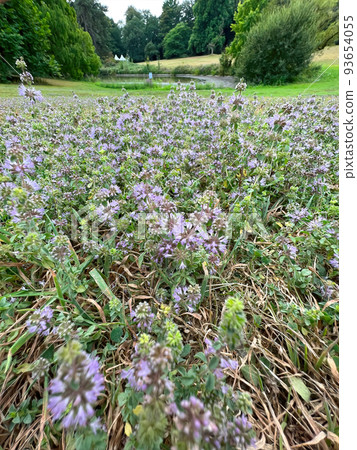 Wide angle closeup on an aggregation of purple flowering pennyroyal mint , Mentha pulegium Wide angle closeup on an aggregation of purple flowering pennyroyal mint , Mentha pulegium 93654055