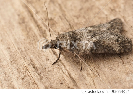 Closeup on the small grey Oak Nycteoline, Nycteola revayana sitting on wood 93654065