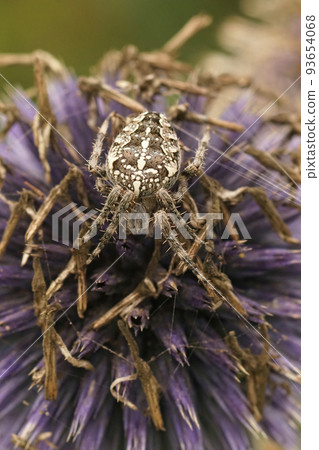 Vertical colorful closeup on a Common European garden spider, Araneus diadematus Vertical colorful closeup on a Common European garden spider, Araneus diadematus 93654068