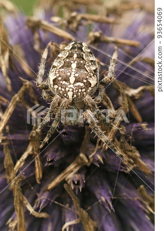 Vertical colorful closeup on a Common European garden spider, Araneus diadematus Vertical colorful closeup on a Common European garden spider, Araneus diadematus 93654069