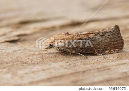 Closeup on a greater wax or honeycomb moth, Galleria mellonella sitting on wood Closeup on a greater wax or honeycomb moth, Galleria mellonella sitting on wood 93654075