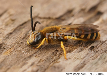 Closeup on a brown , elongated male Great banded furrow bee, Halictus scabiosae sitting on wood Closeup on a brown , elongated male Great banded furrow bee, Halictus scabiosae sitting on wood 93654082