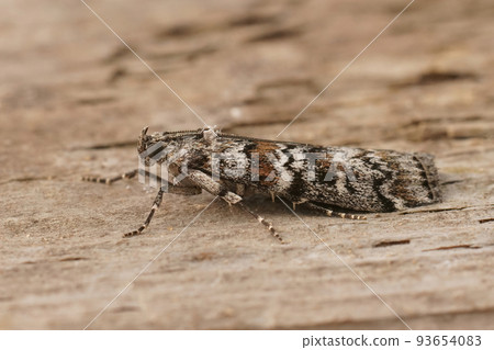 Closeup on the Dark Pine Knot-horn moth, Dioryctria abietella, sitting on a piece of wood Closeup on the Dark Pine Knot-horn moth, Dioryctria abietella, sitting on a piece of wood 93654083