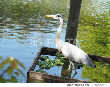 Gray heron Gray heron 93654085