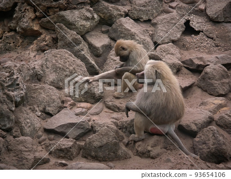 Closeup on two Baboon monkeys , Papio , sitting on stone at Parc Paradisio , Belgium 93654106