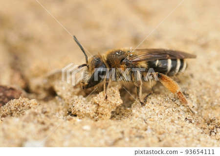 Closeup on a female of the rarely photographed Andrena albofasciata sitting on a sandy soil 93654111