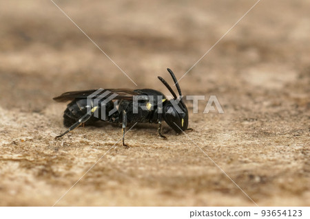 Closeup on a small female Short-horned yellow face bee, Hylaeus brevicornis sitting on wood Closeup on a small female Short-horned yellow face bee, Hylaeus brevicornis sitting on wood 93654123