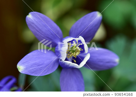 Up flower of oedamaki Up flower of oedamaki 93654168