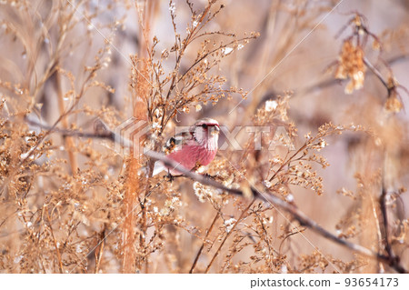 溫暖的冬日紅袈子 93654173