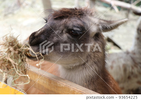 Llama eating llama Llama eating llama 93654225
