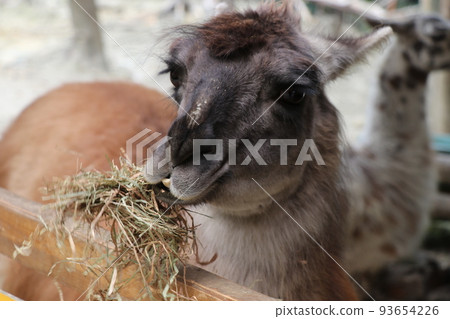 Llama eating llama Llama eating llama 93654226