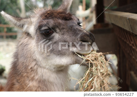 Llama eating llama Llama eating llama 93654227