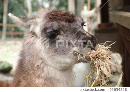 Llama eating llama 93654228