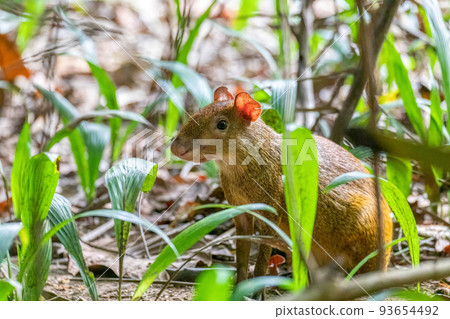 Central American agouti - Dasyprocta punctata, Curu Wildlife Reserve, Costa Rica wildlife Central American agouti - Dasyprocta punctata, Curu Wildlife Reserve, Costa Rica wildlife 93654492