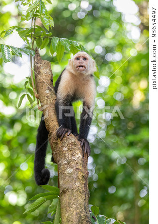 Colombian white-faced capuchin (Cebus capucinus), Manuel Antonio National Park, Costa Rica 93654497