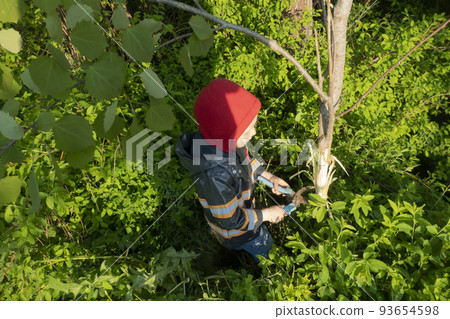 the child cleans the aspen trunk from the bark. Methods of combating aspen the child cleans the aspen trunk from the bark. Methods of combating aspen 93654598