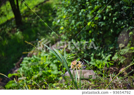 Seigenji - Stone Buddha, Licorice Seigenji - Stone Buddha, Licorice 93654792