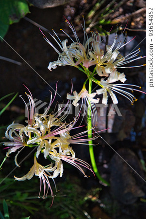 Seigenji - 石佛，甘草 93654852