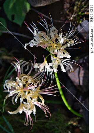 Seigenji - 石佛，甘草 93654853