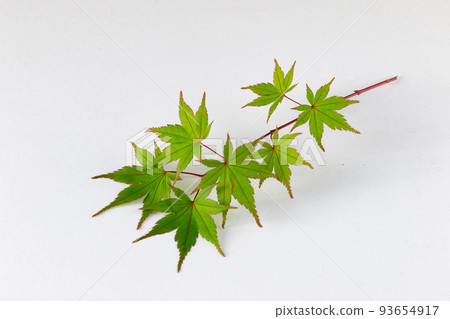 藍楓白底剪裁素材 93654917