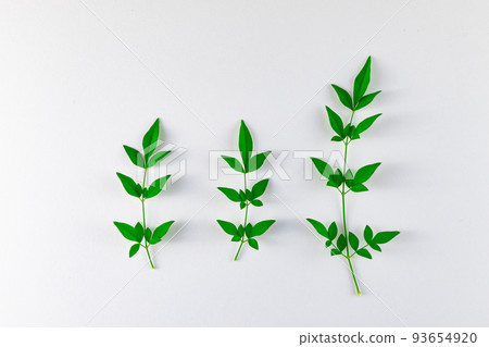 南天竹葉白色背景無陰影 93654920