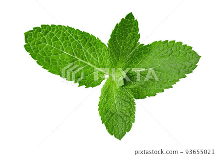 Mint leaf. Fresh mint on white background. Mint leaves isolated. Full depth of field. 93655021
