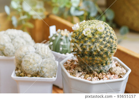 Cactus flower blooming (Mammillaria Schiedeana and Mammillaria plumosa), Dessert plant 93655157