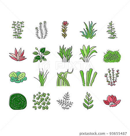 Aquatic Seaweed Natural Plant Icons Set Vector Aquatic Seaweed Natural Plant Icons Set Vector 93655487