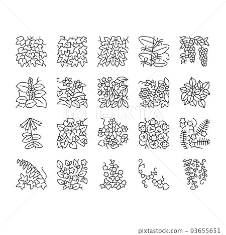 Vine Liana Exotic Growing Plant Icons Set Vector 93655651