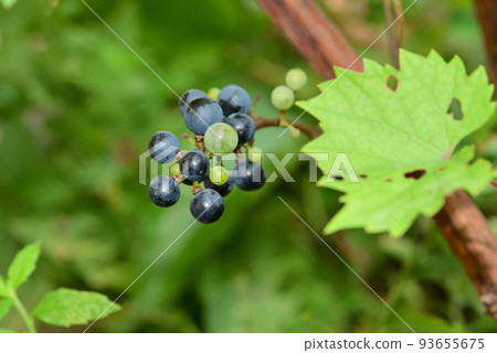 Tasty wild grape fruit Tasty wild grape fruit 93655675