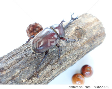 甲蟲暑假孩子 93655680