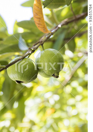 Guava fruit 93655764