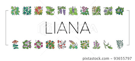 Vine Liana Exotic Growing Plant Icons Set Vector Vine Liana Exotic Growing Plant Icons Set Vector 93655797