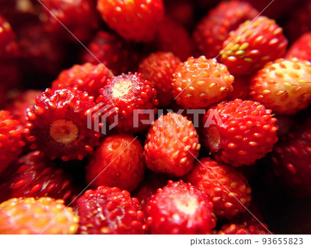 Background image of wild strawberries in close-up Background image of wild strawberries in close-up 93655823