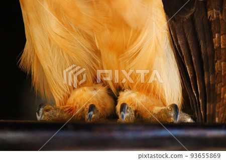 Fluffy feathered legs 93655869