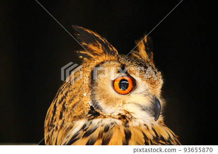 Bengal Eagle Owl with its head facing backwards Bengal Eagle Owl with its head facing backwards 93655870