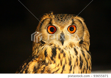 Bengal eagle owl with eyes glued to the camera Bengal eagle owl with eyes glued to the camera 93655871