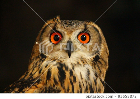 Bengal eagle owl with round eyes Bengal eagle owl with round eyes 93655872