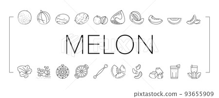 melon cantaloupe yellow fruit icons set vector melon cantaloupe yellow fruit icons set vector 93655909