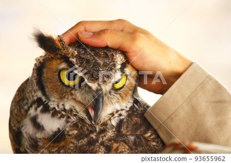 Great horned owl being stroked on the head 93655962