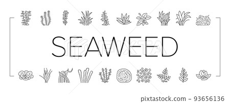 Aquatic Seaweed Natural Plant Icons Set Vector 93656136