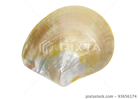黃色珍珠牡蠣殼白色背景 93656174