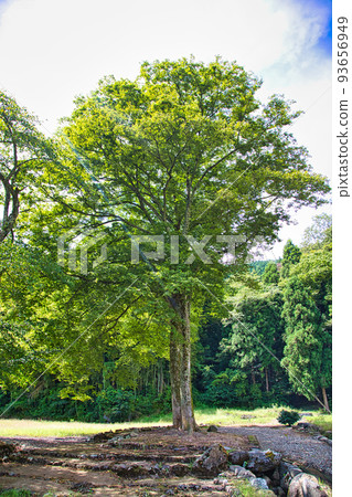 Nishiyama Koshoji Ruins (Ichijodani Asakura Clan Ruins) 93656949