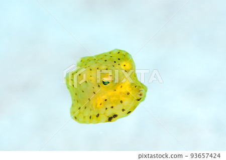 juvenile macawfish juvenile macawfish 93657424