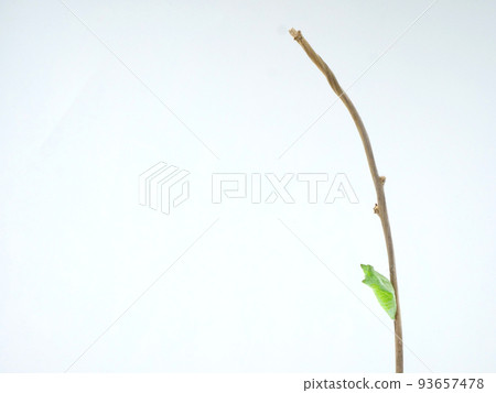 Pupa of a swallowtail butterfly clinging to a branch 93657478