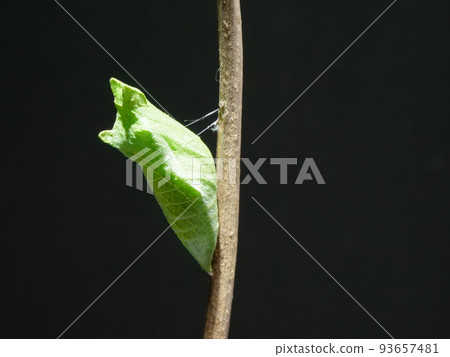 A pupa of a swallowtail butterfly that is held in place by a thread 93657481