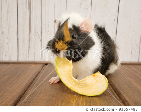 Guinea pig with a snack Guinea pig with a snack 93657485